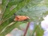 Agapeta zoegana, adult. Saltholme, 16-07-2023. Copyright Ed Pritchard.