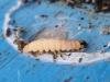 Small Magpie (Anania hortulata), larval. Saltholme, 08-11-2024. Copyright Ed Pritchard.
