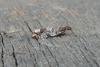 Ancylis achatana, adult. Saltholme, 24-06-2022. Copyright Ed Pritchard.