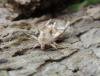 Angle Shades (Phlogophora meticulosa), adult. Stockton, 04-06-2022. Copyright Ed Pritchard.