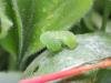 Angle Shades (Phlogophora meticulosa), larval. Stockton, 06-03-2023. Copyright Ed Pritchard.
