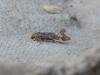 Apodia martinii, adult. Saltholme, 07-08-2020. Copyright Ed Pritchard.