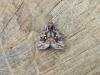 Beautiful Golden Y (Autographa pulchrina), adult. Stockton, 13-06-2023. Copyright Ed Pritchard.