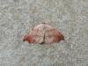 Beautiful Hook-tip (Laspeyria flexula), adult. Stockton, 22-06-2022. Copyright Ed Pritchard.