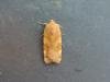 Broad-bordered Yellow Underwing (Noctua fimbriata), adult. Stockton, 04-08-2021. Copyright Ed Pritchard.