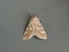 Brown China-mark (Elophila nymphaeata), adult. Saltholme, 22-08-2018. Copyright Ed Pritchard.