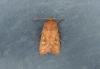 Brown-line Bright-eye (Mythimna conigera), adult. Stockton, 18-07-2020. Copyright Ed Pritchard.