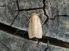 Brown-veined Wainscot (Archanara dissoluta), adult. Saltholme, 19-07-2022. Copyright Ed Pritchard.