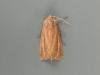 Bulrush Wainscot (Nonagria typhae), adult. Saltholme, 20-08-2018. Copyright Ed Pritchard.