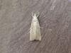 Calamotropha paludella, adult. Saltholme, 23-08-2022. Copyright Ed Pritchard.