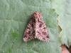 Campion (Sideridis rivularis), adult. Saltholme, 12-07-2022. Copyright Ed Pritchard.