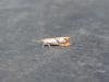 Catoptria pinella, adult. Stockton, 01-08-2020. Copyright Ed Pritchard.