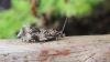 Celypha lacunana, adult. Stockton, 08-05-2020. Copyright Ed Pritchard.