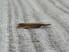 Chilo phragmitella, adult. Saltholme, 03-09-2023. Copyright Ed Pritchard.