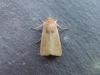 Clay (Mythimna ferrago), adult. Saltholme, 13-07-2018. Copyright Ed Pritchard.