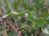 Coleophora peribenanderi, case. Saltholme, 04-10-2023. Copyright Ed Pritchard.
