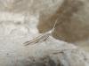 Coleophora albicosta, adult. Saltholme, 22-05-2020. Copyright Ed Pritchard.