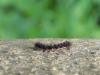 Common Footman (Eilema lurideola), larval. Saltholme, 17-04-2022. Copyright Ed Pritchard.