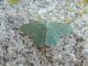 Common Emerald (Hemithea aestivaria), adult. Saltholme, 25-06-2020. Copyright Ed Pritchard.