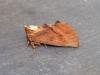 Coxcomb Prominent (Ptilodon capucina), adult. Stockton, 26-06-2022. Copyright Ed Pritchard.