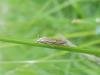 Crambus lathoniellus, adult. Stockton, 30-05-2023. Copyright Ed Pritchard.