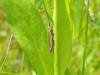 Crambus pascuella, adult. 03-06-2023. Copyright Ed Pritchard.
