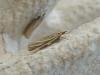 Crambus perlella, adult. Saltholme, 12-07-2019. Copyright Ed Pritchard.
