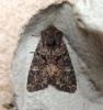 Dark Brocade (Mniotype adusta), adult. Stockton, 17-06-2022. Copyright Ed Pritchard.