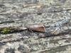 Dichrorampha acuminatana, adult. Saltholme, 18-08-2023. Copyright Ed Pritchard.
