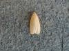 Dingy Footman (Eilema griseola), adult. Saltholme, 31-07-2020. Copyright Ed Pritchard.