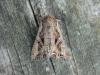 Dog's Tooth (Lacanobia suasa), adult. Saltholme, 22-06-2019. Copyright Ed Pritchard.