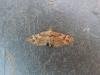 Double-striped Pug (Gymnoscelis rufifasciata), adult. Stockton, 25-04-2019. Copyright Ed Pritchard.