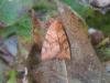 Dun-bar (Cosmia trapezina), adult. Stockton, 01-08-2020. Copyright Ed Pritchard.