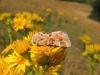 Dusky Sallow (Eremobia ochroleuca), adult. Saltholme, 19-07-2022. Copyright Ed Pritchard.