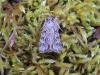 Early Grey (Xylocampa areola), adult. Saltholme, 31-03-2023. Copyright Ed Pritchard.