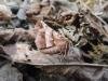 Early Thorn (Selenia dentaria), adult. Saltholme, 24-03-2023. Copyright Ed Pritchard.