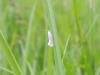 Elachista argentella, adult. Saltholme, 17-05-2023. Copyright Ed Pritchard.