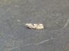 Epinotia bilunana, adult. Stockton, 12-06-2021. Copyright Ed Pritchard.