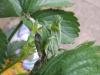 Light Brown Apple Moth (Epiphyas postvittana), larval web Copyright Ed Pritchard.