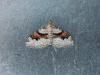 Flame Carpet (Xanthorhoe designata), adult. Stockton, 28-07-2020. Copyright Ed Pritchard.