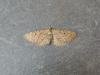 Freyer's Pug (Eupithecia intricata), adult. Stockton, 13-06-2023. Copyright Ed Pritchard.