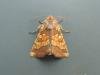 Frosted Orange (Gortyna flavago), adult. Saltholme, 28-08-2018. Copyright Ed Pritchard.