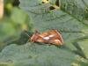 Gold Spot (Plusia festucae), adult. Saltholme, 12-08-2021. Copyright Ed Pritchard.