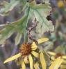 Golden-rod Pug (Eupithecia virgaureata), larval web. Stockton. Copyright Ed Pritchard.