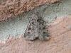 Gothic (Naenia typica), adult. Stockton, 13-07-2018. Copyright Ed Pritchard.