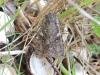 Great Brocade (Eurois occulta), adult. Saltholme, 19-08-2023. Copyright Ed Pritchard.
