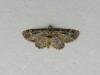 Green Pug (Pasiphila rectangulata), adult. Saltholme, 14-05-2024. Copyright Ed Pritchard.