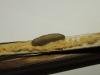 Gynnidomorpha alismana, larval. Saltholme, 04-11-2022. Copyright Ed Pritchard.