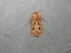 Heart and Dart (Agrotis exclamationis), adult. Stockton, 04-06-2022. Copyright Ed Pritchard.