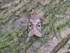 Hebrew Character (Orthosia gothica), adult. Saltholme, 28-02-2022. Copyright Ed Pritchard.